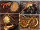 Ang pagpaparami ng millipede