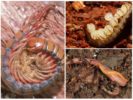 Allevamento Scolopendra