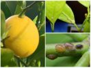 Scudo al limone