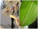 Orchid skjold