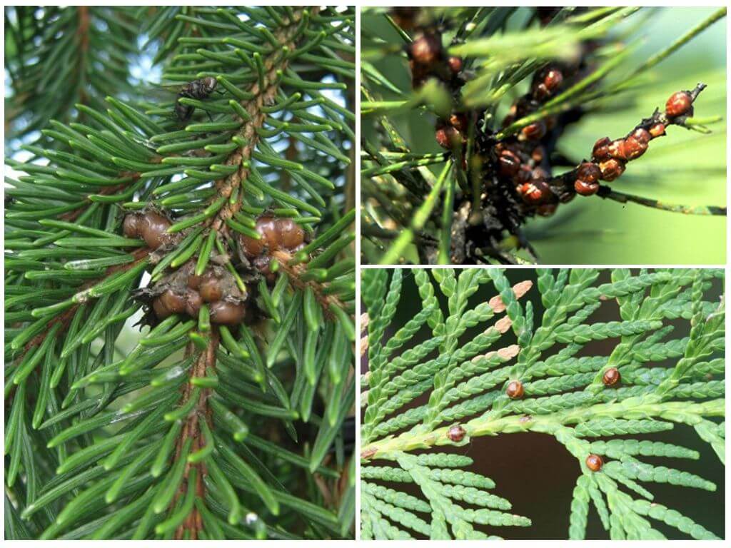 Sådan håndteres skalainsekter på thuja og grantræer