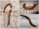 Scolopendra sa Krasnodar Teritoryo
