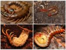 Pag-aanak ng Scolopendra