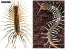 Centipede at Scolopendra