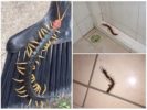 Scolopendra sa bahay