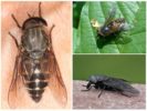 horsefly