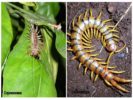 Centipede at Scolopendra