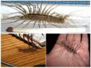 Centipede sa bahay
