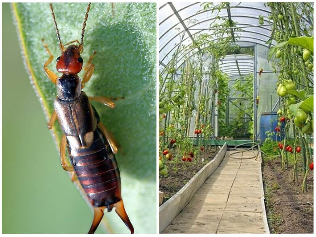 Sådan håndteres dubletails (earwigs) i et drivhus