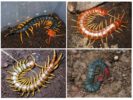 Varietà di Scolopendra