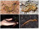 Mga Uri ng Scolopendra