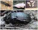 Allevamento di scarabeo di terra grande nero