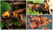 Kæmpe asiatiske hornet