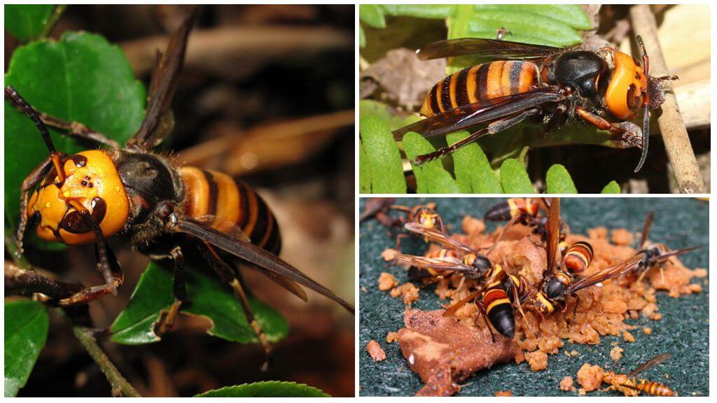 Big Hornets: Giant Asian and Black Hornets