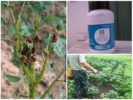 Northwind mula sa Colorado potato beetle