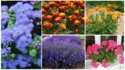 Fiori di zanzare