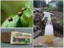 Tar sabon mula sa Colorado potato beetle