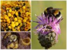 Bumblebee honey