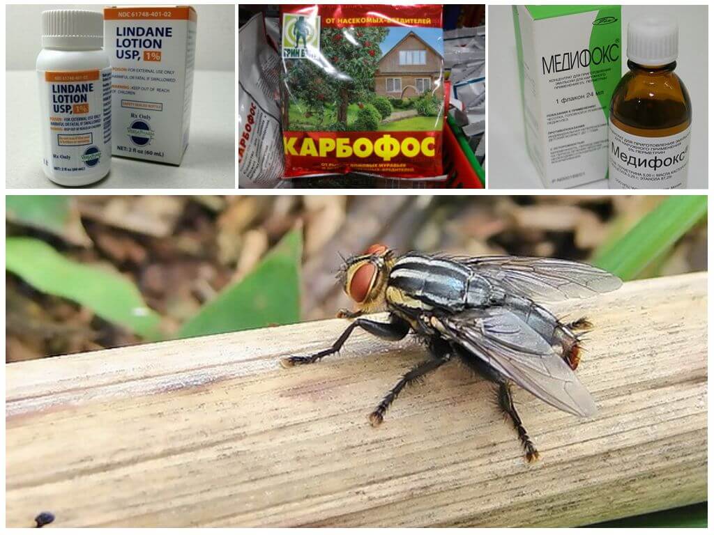 Mitä gadflies ja hevoskärpät pelkäävät, katsaus keinoihin