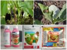 Chemicaliën voor Coloradokever