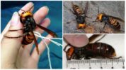 Giant japanese hornet
