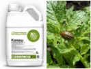 Kalash-remedie voor Coloradokever