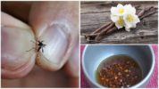 Mga remedyo ng katutubong para sa control ng insekto