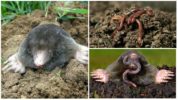 Perinteiset tavat taata mooleja matoilla