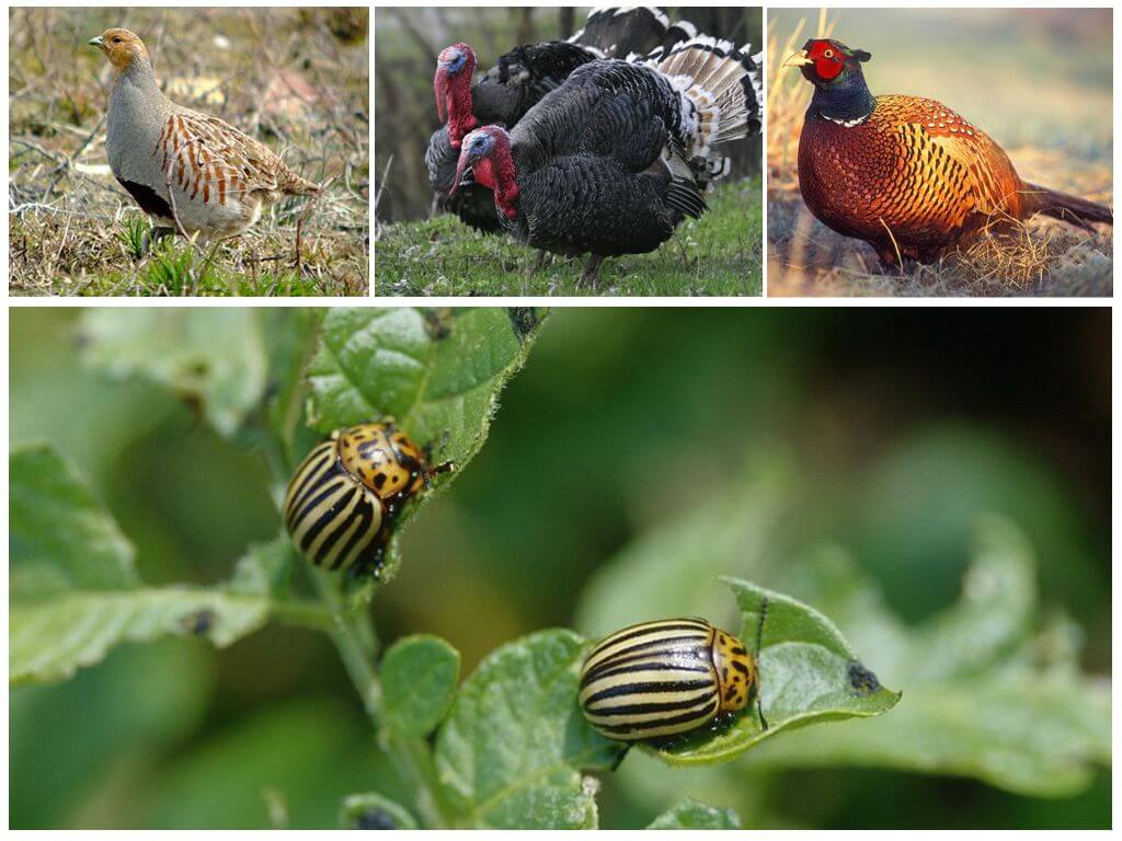 Welke vogels en insecten Colorado kevers eten