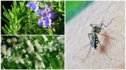 Arbusti repellenti per insetti
