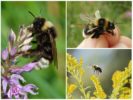 Bumblebee