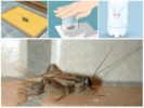 Mga Trap ng Cricket