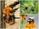 Hommel