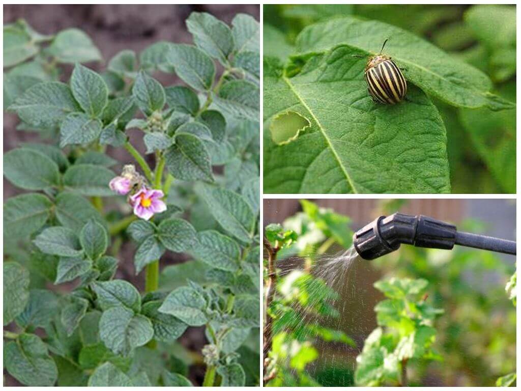 Is het mogelijk om tijdens de bloei aardappelen van Coloradokevers te verwerken?