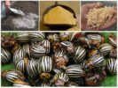 Middelen voor het bestuiven van aubergines van de Coloradokever