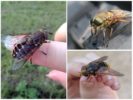 Gadfly ja hevonen