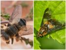 Gadfly ja hevonen