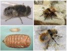 Koko näkymän gadfly