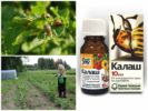 Het gebruik van Kalash van de Coloradokever