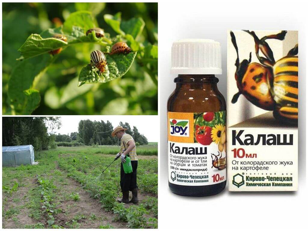 Kalash-remedie voor Coloradokever