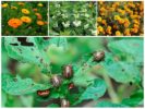 Plantenwerende middelen van Coloradokever