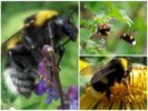 Bumblebee ng hardin