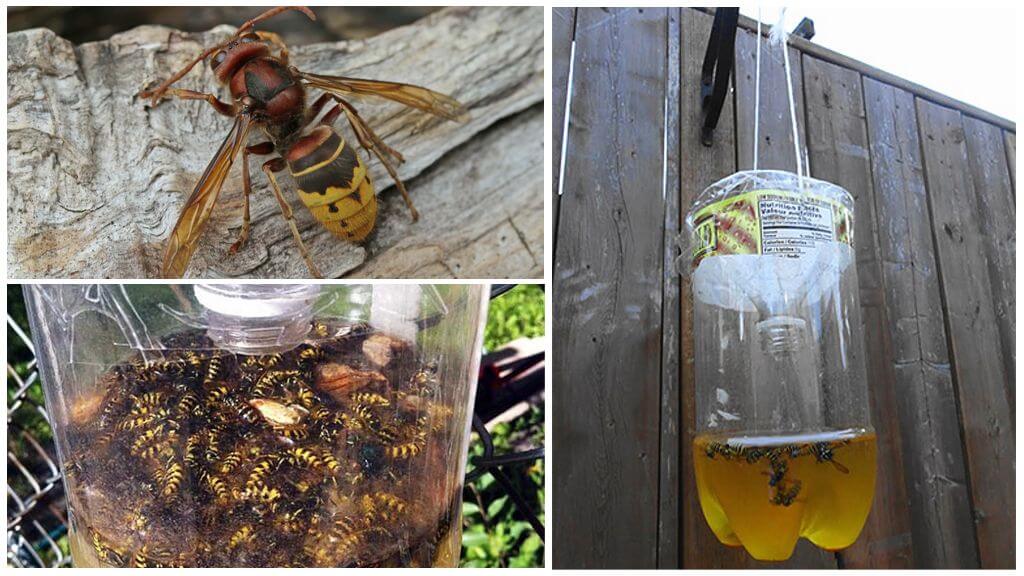 Hjemmelavede fælder til hornets og hveps