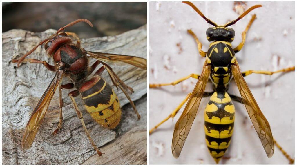 Beskrivelse og foto af hornets