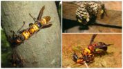 Giant japanese hornet