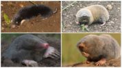 Mole- og mole-rotte