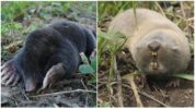 Mole- og mole-rotte
