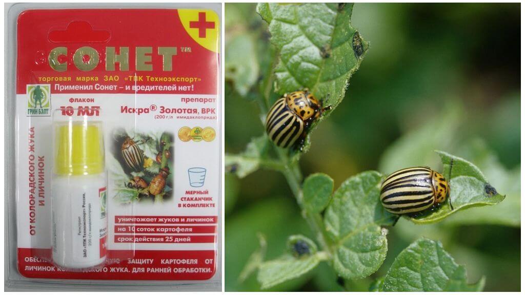Remedie voor de Colorado aardappelkever Sonnet