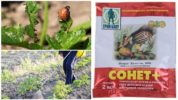 Remedie voor de Colorado aardappelkever Sonnet