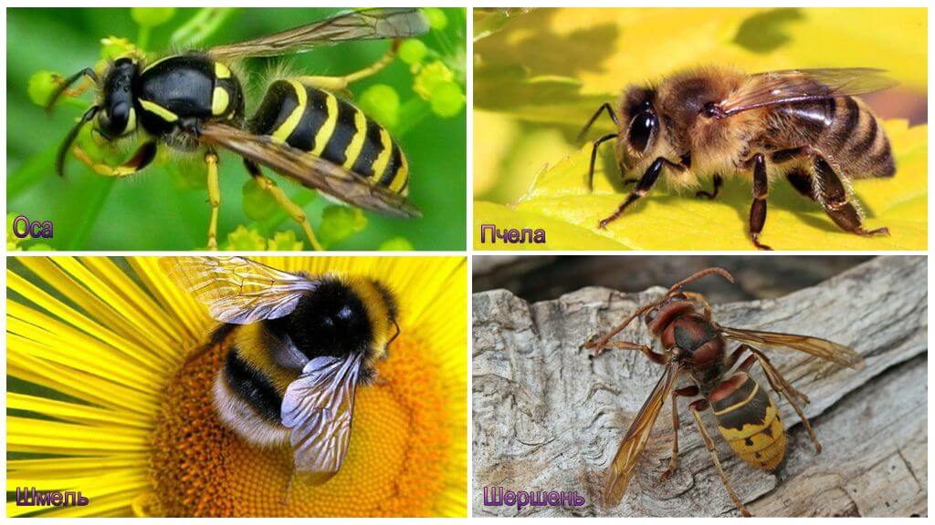 Wat is het verschil tussen wesp, bij, hommel, horzel